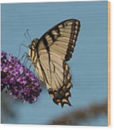 Swallowtail #1 Wood Print