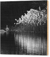 Swans And Reeds #1 Wood Print