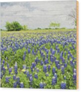 Texas Bluebonnets 7 #1 Wood Print