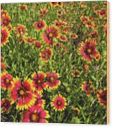 Texas Hill Country Wildflowers Indian Blanket Firewheels Marb #1 Wood Print