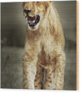 The Lion King #1 Wood Print