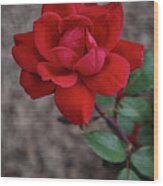 The Rose #1 Wood Print