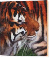 Tiger #1 Wood Print