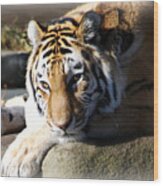 Tiger At Cleveland Zoo #1 Wood Print