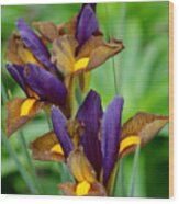 Tiger Irises #1 Wood Print