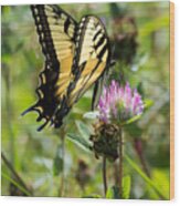 Tiger Swallowtail Butterfly Wood Print