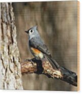 Tufted Titmouse On Branch Wood Print