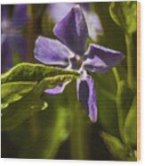 Violet Flower #1 Wood Print