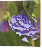 Virginia Bluebells  #1 Wood Print