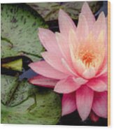 Water Lily In Pink #1 Wood Print