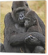 Western Gorilla And Young #1 Wood Print
