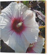 White Hibiscus #2 Wood Print