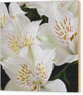 White Peruvian Lilies In Bloom #2 Wood Print
