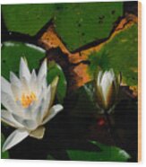 White Water Lilies Wood Print