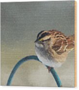Winter Sparrow #1 Wood Print