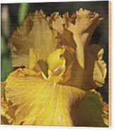 Golden Yellow Iris Wood Print