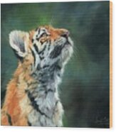 Young Amur Tiger #1 Wood Print
