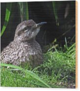 Young Bush Stone Curlew #1 Wood Print