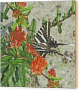 Zebra Swallowtail #1 Wood Print