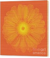 Zinnia Flower, X-ray #1 Wood Print