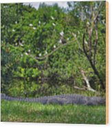 10- American Alligator Wood Print