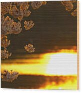 Cherryblossoms/fukuoka,japan #10 Wood Print