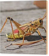 10- Lubber Grasshopper Wood Print