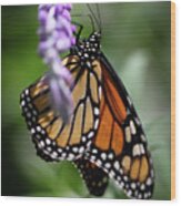 Monarch Danaus Plexippus #10 Wood Print