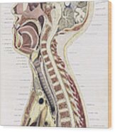 Topographisch-anatomischer, Braune, 1872 #10 Wood Print