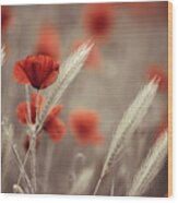 Summer Poppy Meadow Wood Print