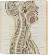 Topographisch-anatomischer, Braune, 1872 #11 Wood Print