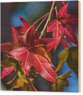 Fall Foliage #12 Wood Print
