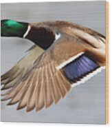 Male Mallard Duck In Flight #12 Wood Print