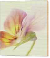 Pansy Wood Print