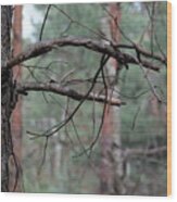Pine Twigs #3 Wood Print