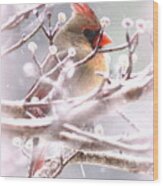 1554-003 Cardinal Wood Print