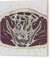 Topographisch-anatomischer, Braune, 1872 #16 Wood Print