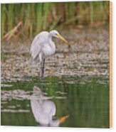 White, Great Egret #16 Wood Print