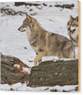 Hunting Wolf Pack Wood Print