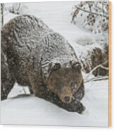 Brown Bear In The Snow Wood Print