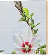 Hummingbird #17 Wood Print