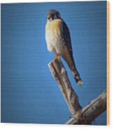 American Kestrel #2 Wood Print