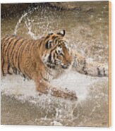 Amur Tiger #2 Wood Print