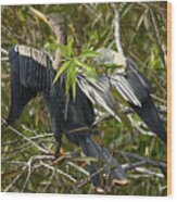 Anhinga Shark Valley Everglades Florida #2 Wood Print