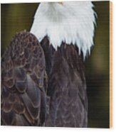 Bald Eagle #2 Wood Print