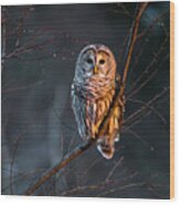 Barred Owl Tall Wood Print