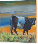 Belted Galloway Cow On Beach Wood Print