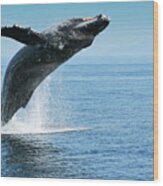 Breaching Humpback Whales Happy-1 Wood Print