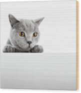 British Shorthair Cat Isolated On White. Hunting #2 Wood Print