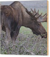 Bull Moose #2 Wood Print